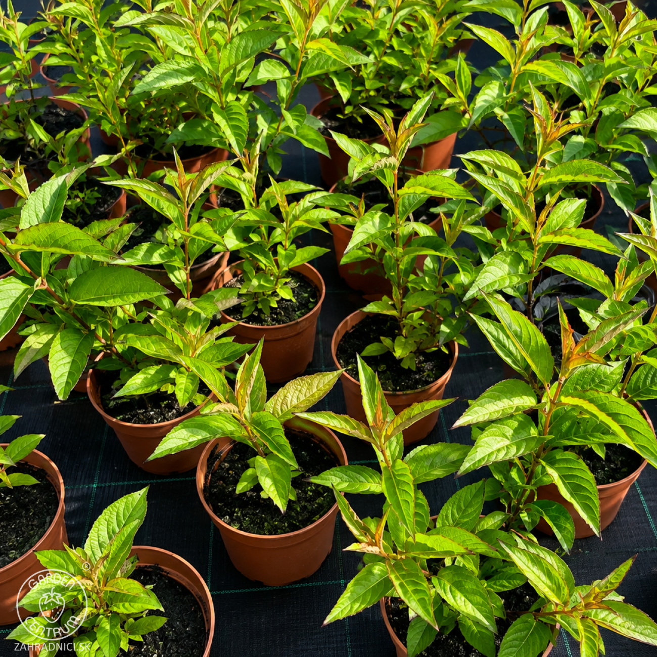 Obrázok Vajgela kvetnatá (Weigela florida) ‘BRISTOL RUBY’ - výška 20-40 cm, kont. C2L